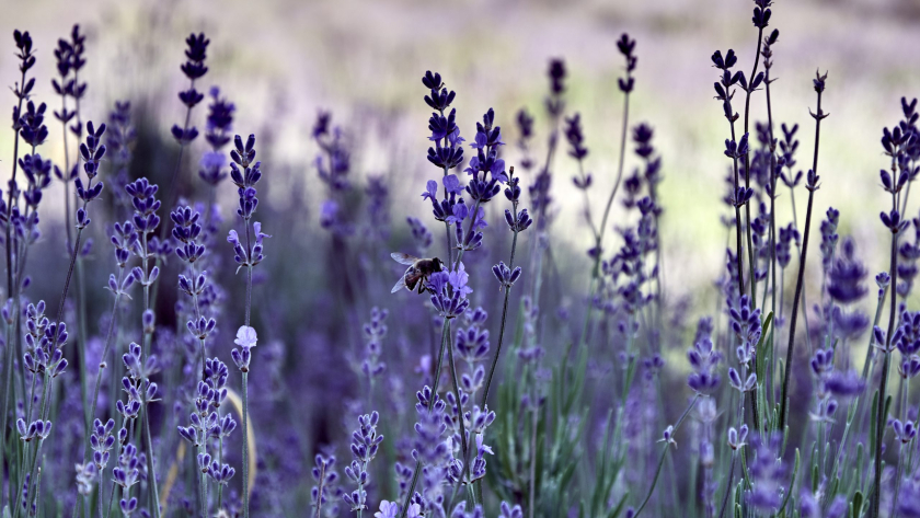 Как лаванда может вам помочь